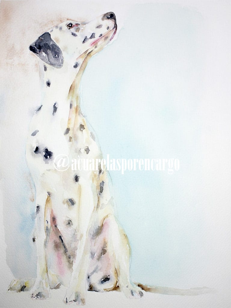 © Helena Roberes | AcuarelasPorEncargo.com Retrato perro Dálmata por encargo pintado a mano con acuarelas sobre papel